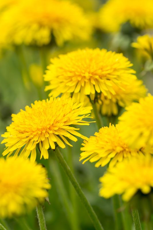 guide to edible flowers