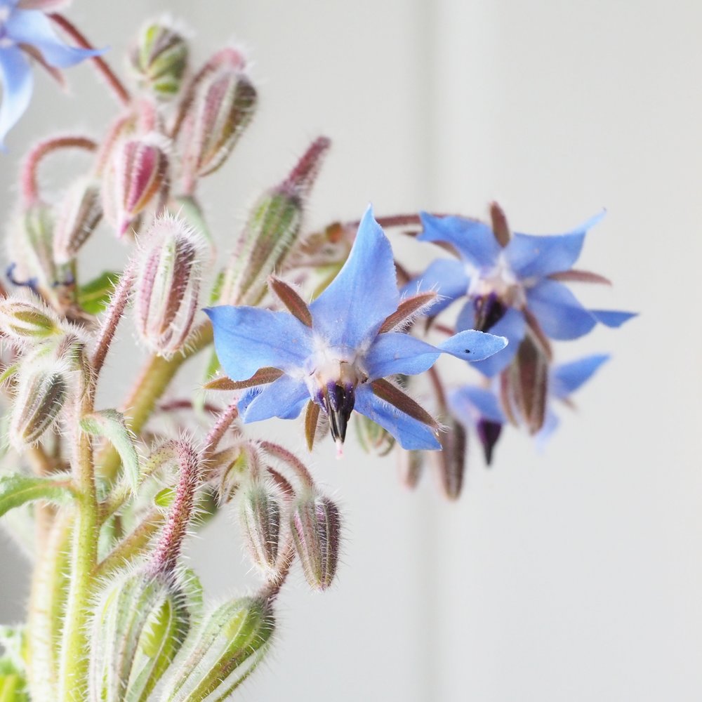 A Florist's Guide to Edible Flowers