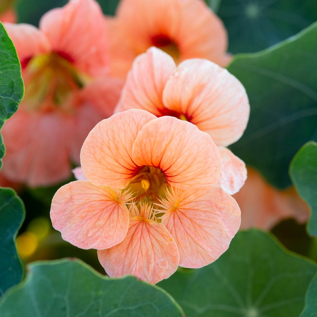 A Florist's Guide to Edible Flowers