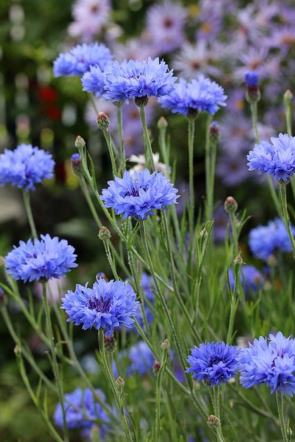 guide to edible flowers